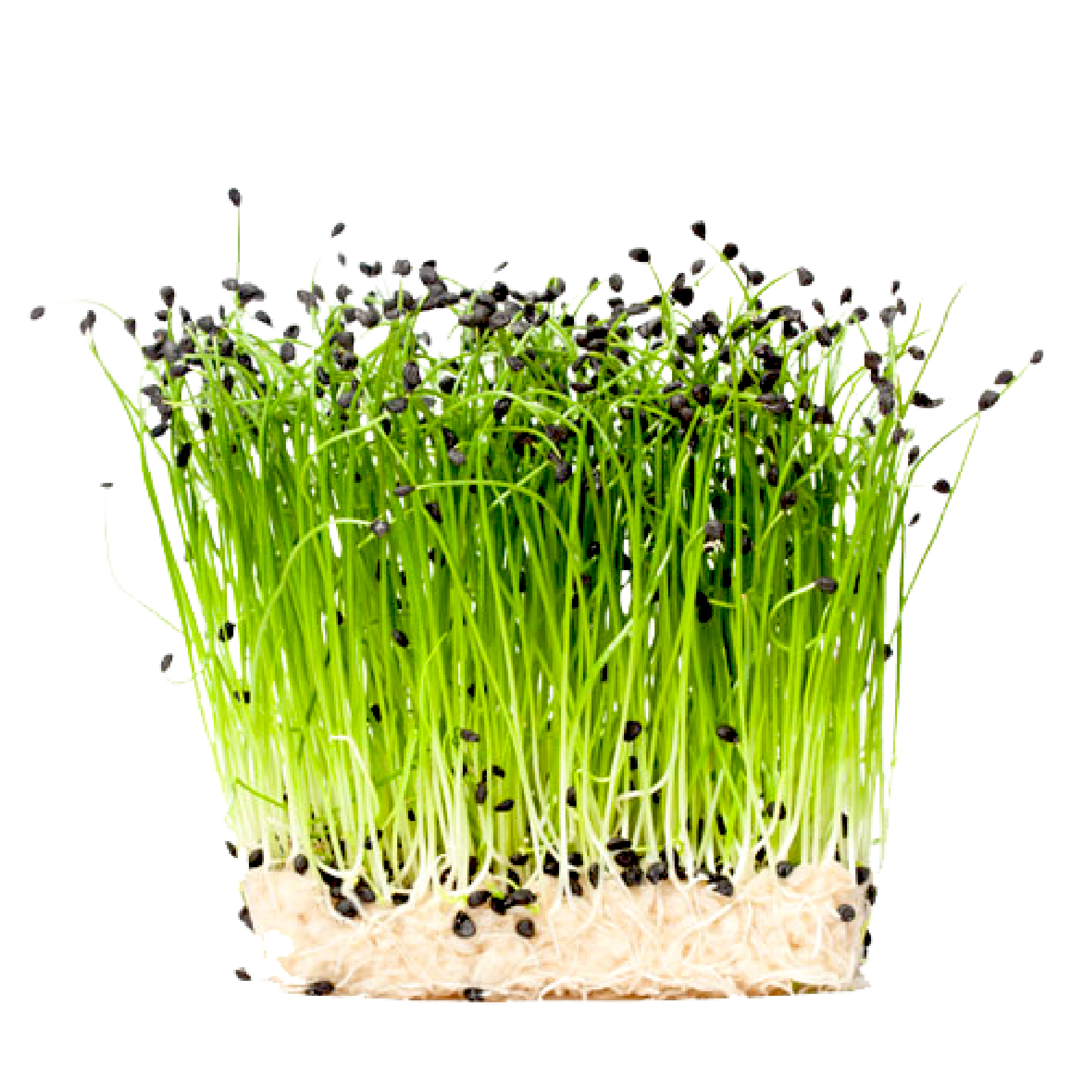 bio-microgreens.de