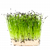 bio-microgreens.de